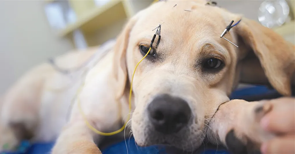寵物針灸作為一種安全有效的治療方式，正在越來越受到寵物主人的關注和接受。