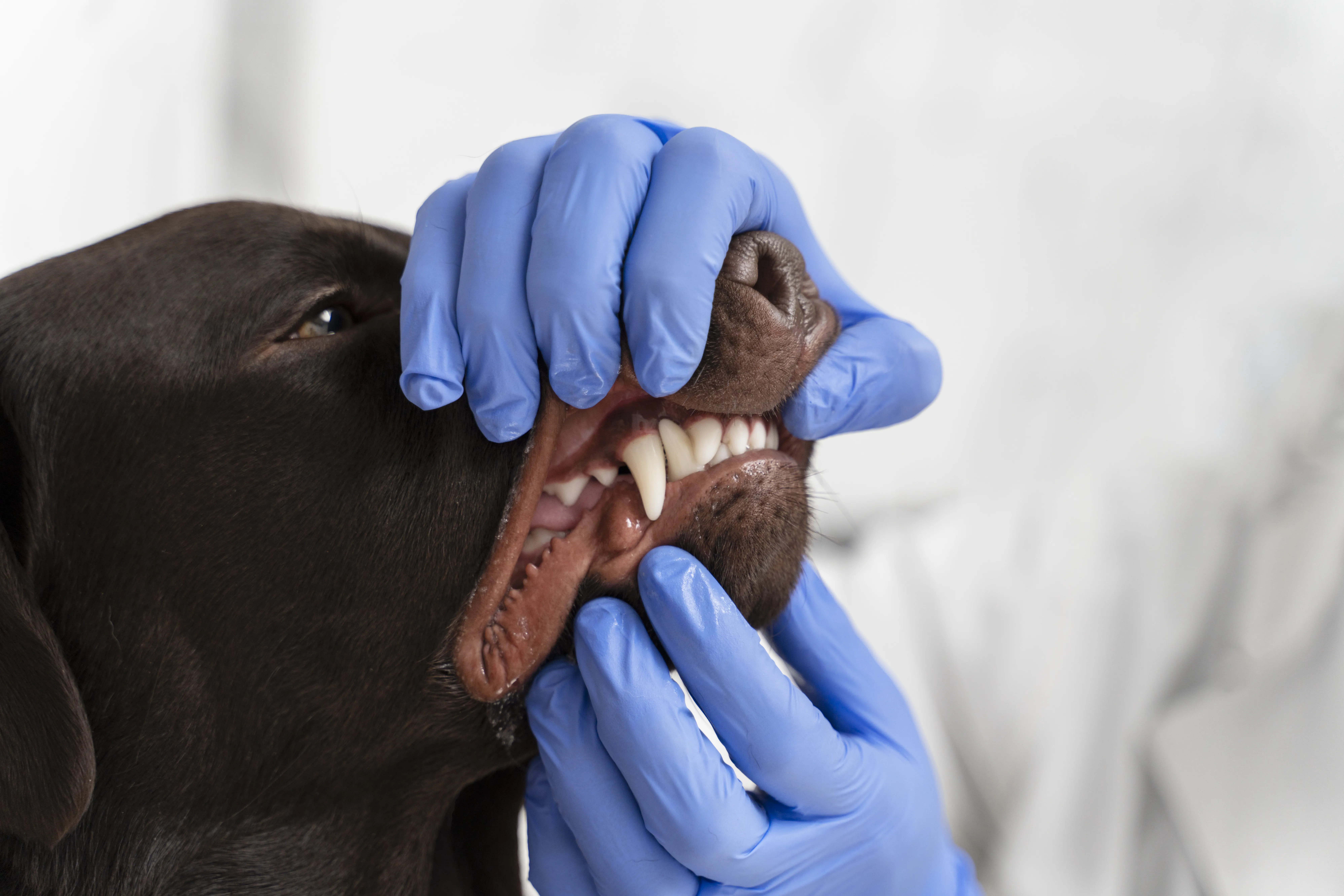 【狗牙科全整合】潔齒骨食到斷牙？小型犬最易牙結石？詳述4大狗口腔問題及治療！