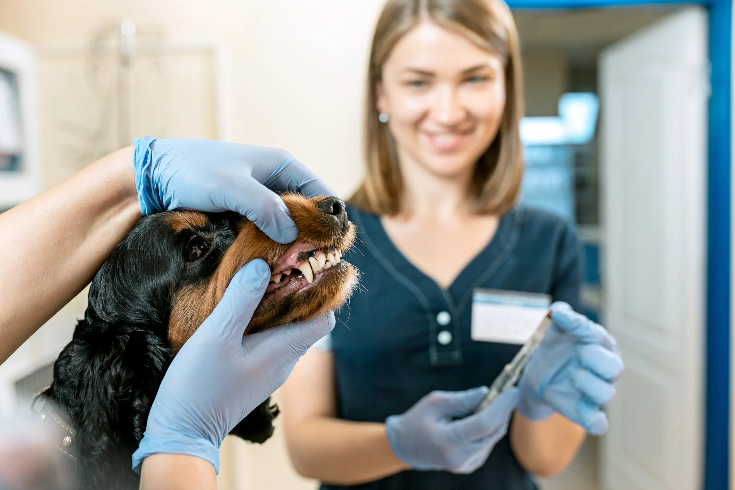 【獸醫牙科】貓狗洗牙全攻略：費用參考及良心診所 附常見FAQ