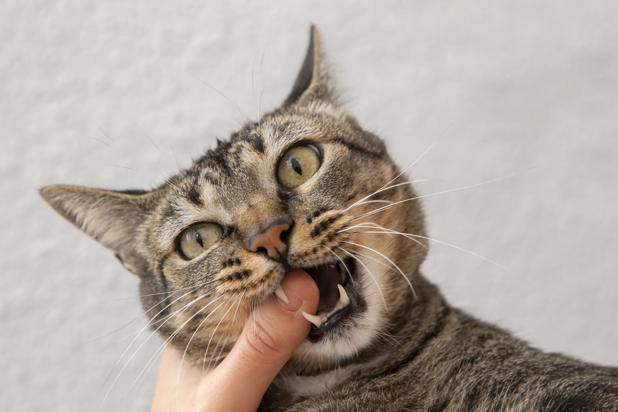 【貓狗牙科】貓狗口炎懶人包！治療方式＋過程詳解：一定要剝牙？