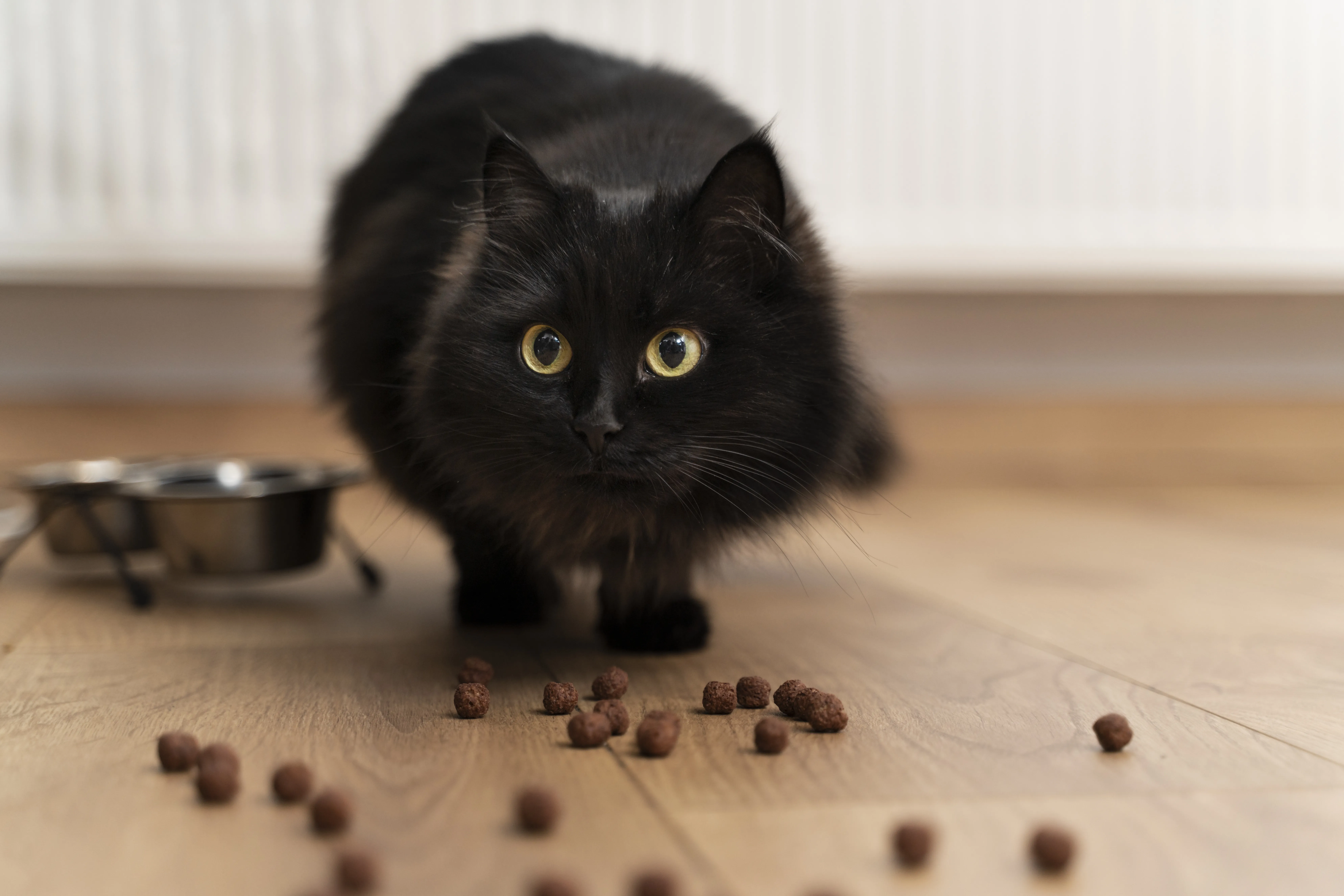 【貓奴侍食手冊】貓咪營養須知：鮮食、罐罐及乾糧比較！最佳貓糧6項要點